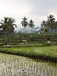 Banjar mancingan Rice trekking