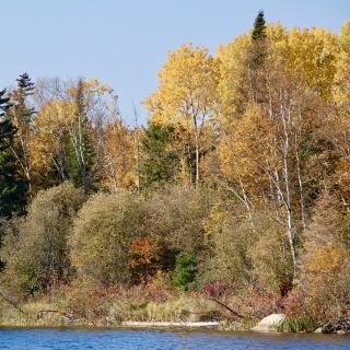 Symphony of Fall Colors at Red Lake 🍁