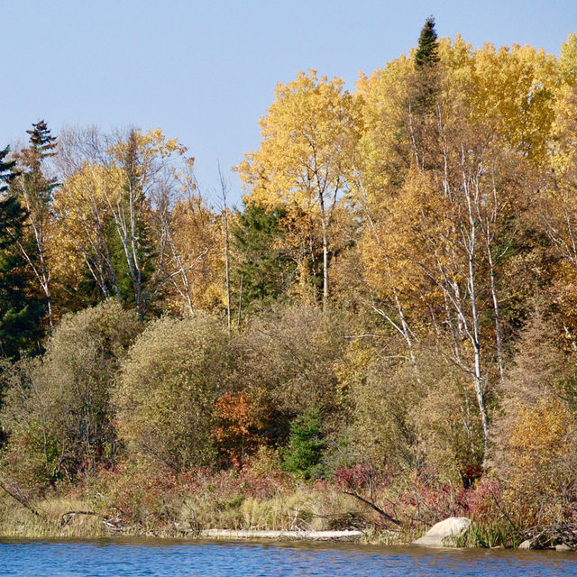 Symphony of Fall Colors at Red Lake 🍁