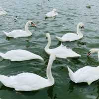 A Day in Hyde Park: London’s Urban Oasis