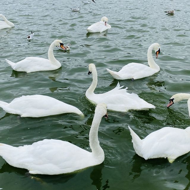 A Day in Hyde Park: London’s Urban Oasis