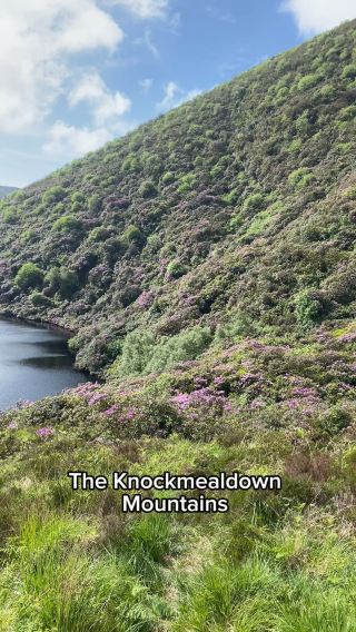 A Floral Wonderland in Knockmealdown 🌹🌹🌸💐
