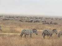 5 Days Tanzania Safari from Zanzibar