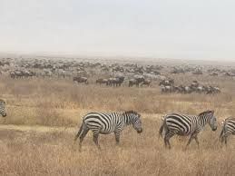 5 Days Tanzania Safari from Zanzibar