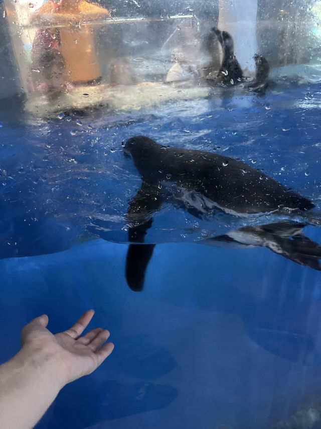 Primorsky Oceanarium