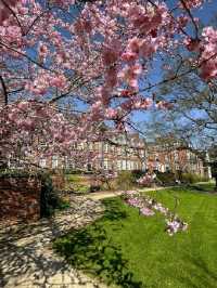 🌸 Birmingham in Bloom: The City Bursting with Colour This Spring 🌼🌆