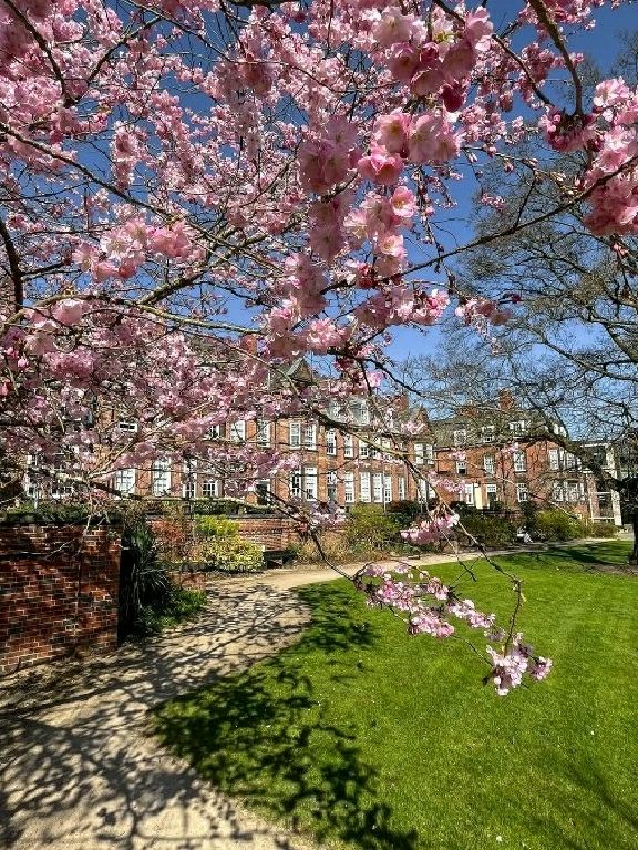 🌸 Birmingham in Bloom: The City Bursting with Colour This Spring 🌼🌆