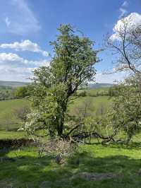 Bowland in the spring 