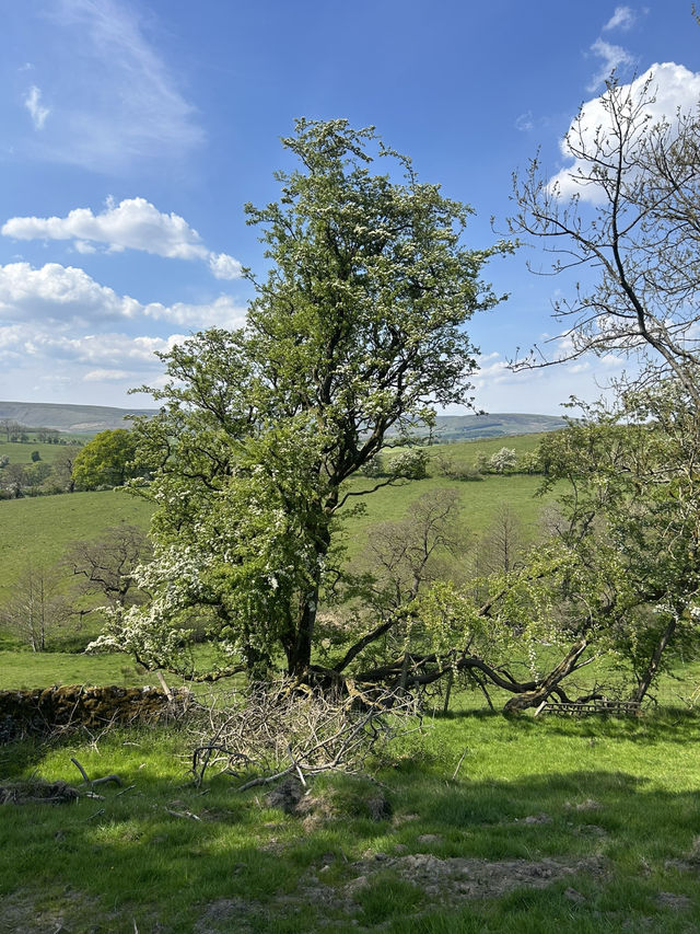 Bowland in the spring 