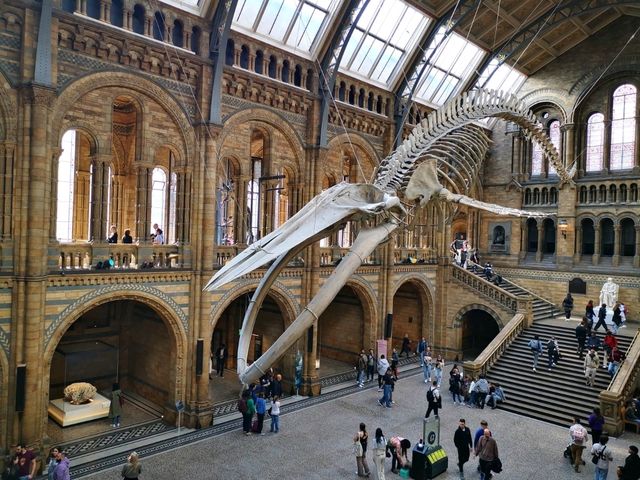 Discovering the Natural World: Reflections on Natural History Museum