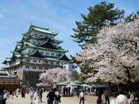 Nagoya Vibes: Castles, Cherry Blossoms, and Local Flavors