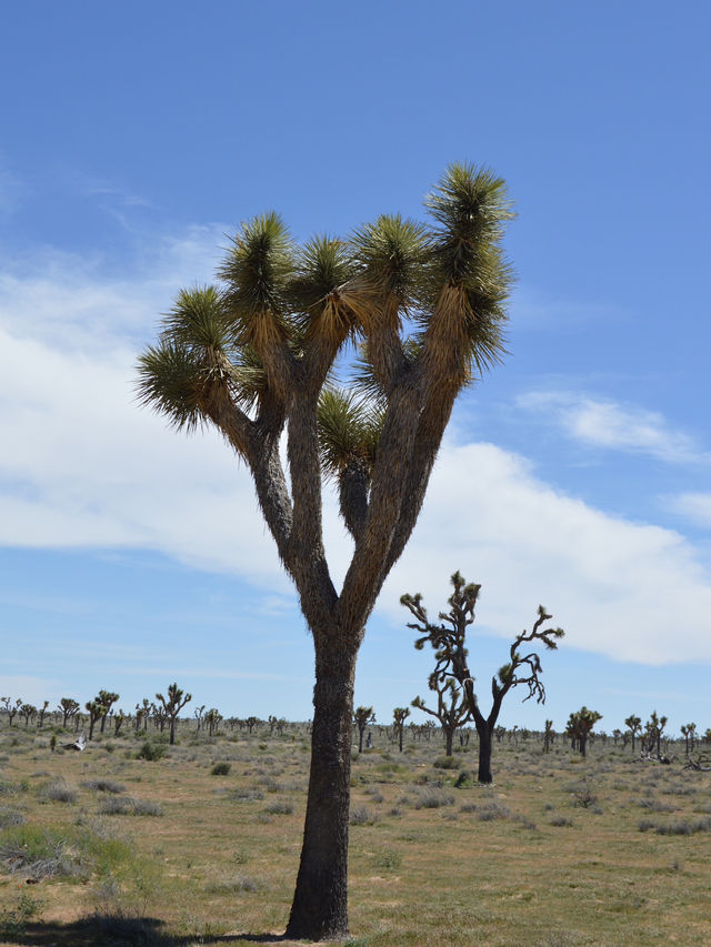 Joshua Tree National Park
