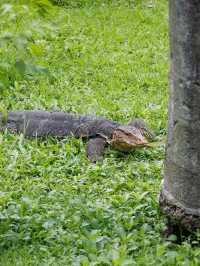 Where Locals Walk & Lizards Roam