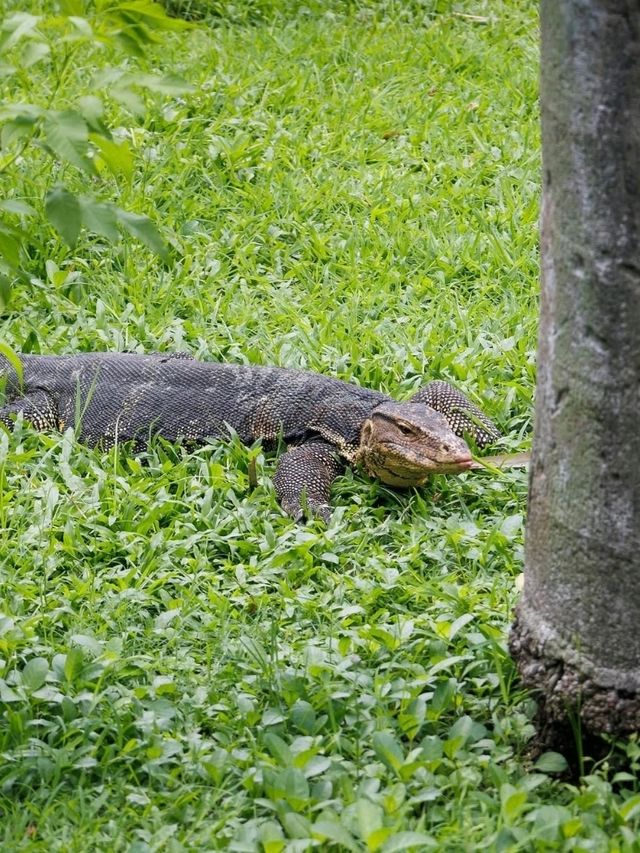 Where Locals Walk & Lizards Roam