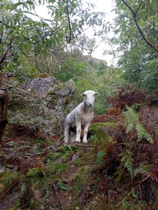 Grasmere and Easedale Tarn