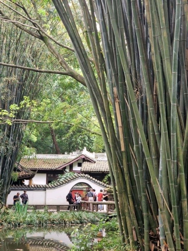 Chengdu Autumn Magic🍁 Chengdu Autumn Magic🍁