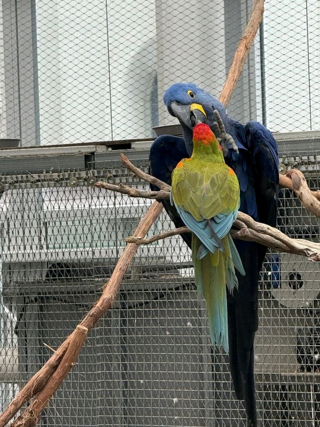 Flower Dreamscape🌸