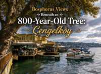 Bosphorus Views Beneath an 800-Year-Old Tree: Çengelköy