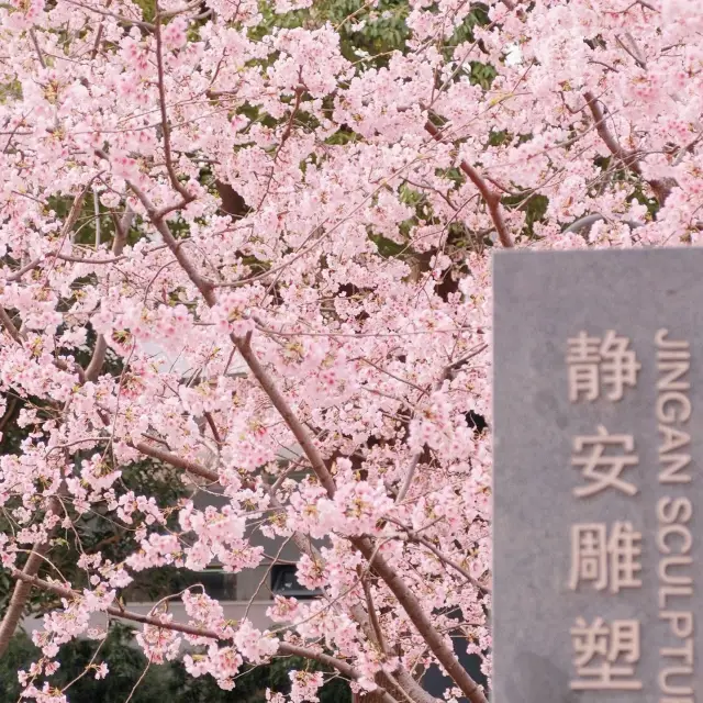 Cherry blossom at Jingan park