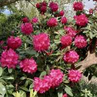 Royal Botanic Gardens, Kew - London