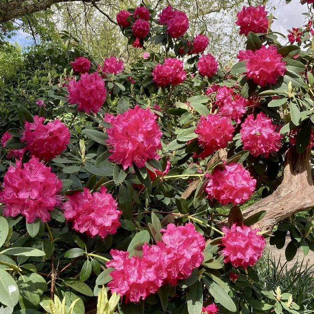 Royal Botanic Gardens, Kew - London