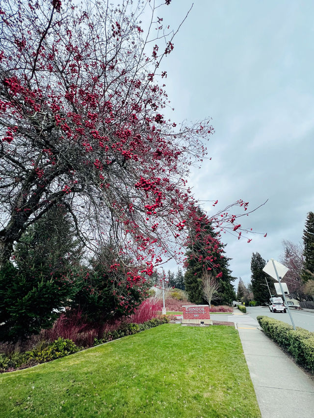 Facing the sea, spring blossoms.