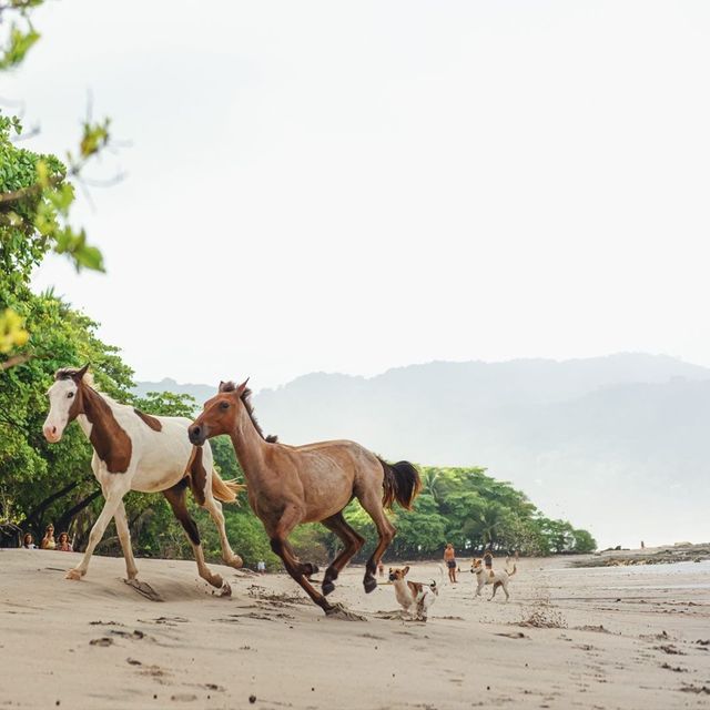 Costa Rica 💚