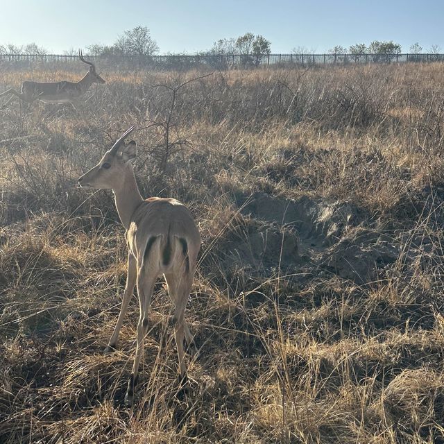 A Walk on the Wild-side (Cradle Moon, SA)