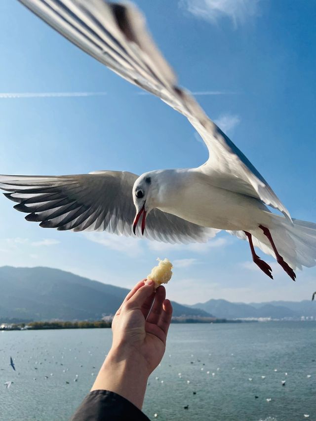 昆明滇池海鷗丨一封來自西伯利亞的情書