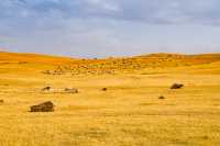 新疆之美｜擁有九個太陽的草原巴音布魯克