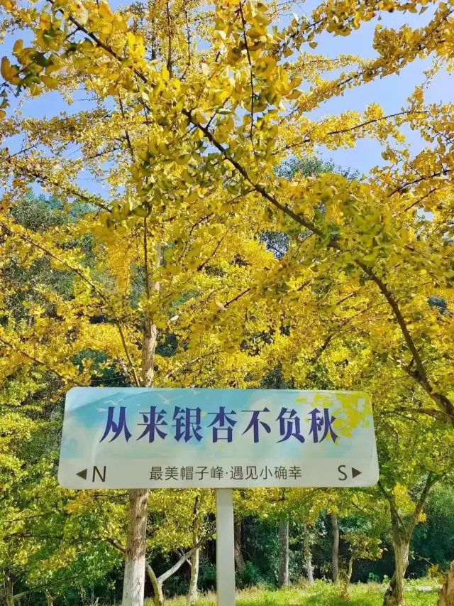 Enjoy the autumn colors of the Ginkgo at Maozi Peak in Nanxiong, and feel the warm power in the autumn!