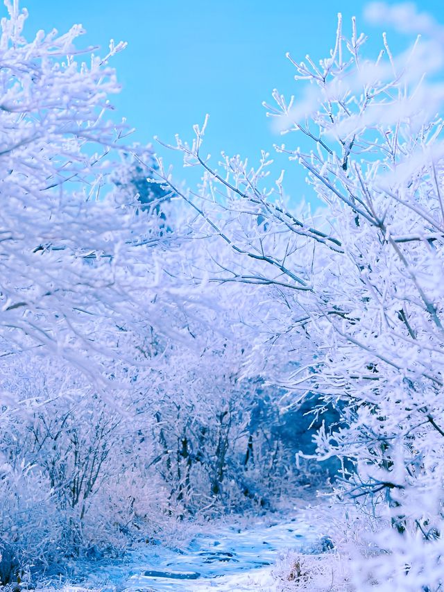 你們都去浙西天池吧｜讓我獨享百丈岭的雪景徒步—百丈岭追雪之旅