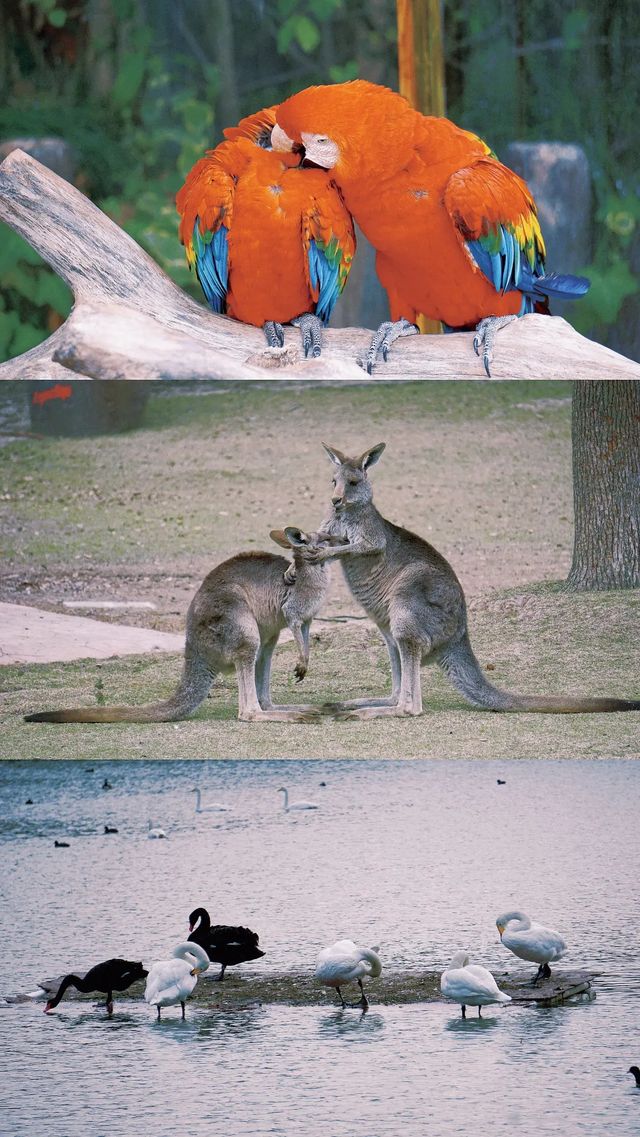 上海野生動物園丨旅遊打卡景點攻略