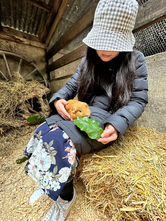 新西蘭北島Staglands，零距離接觸野生保護動物