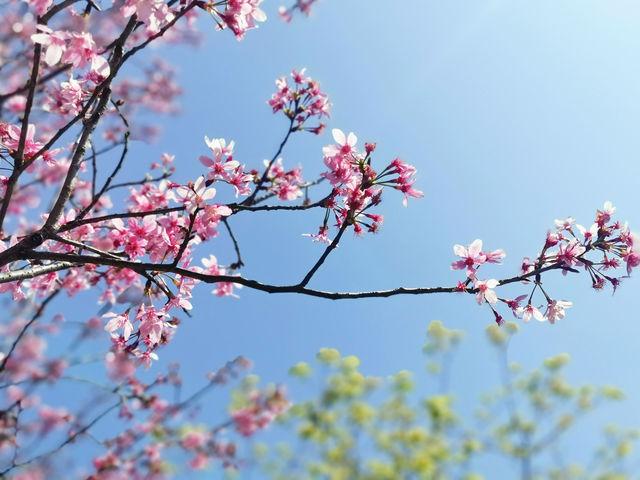 玩轉深圳之三洲田櫻花