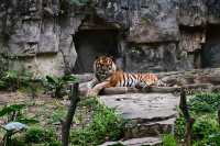 廣州長隆野生動物園——動物攝影的天堂