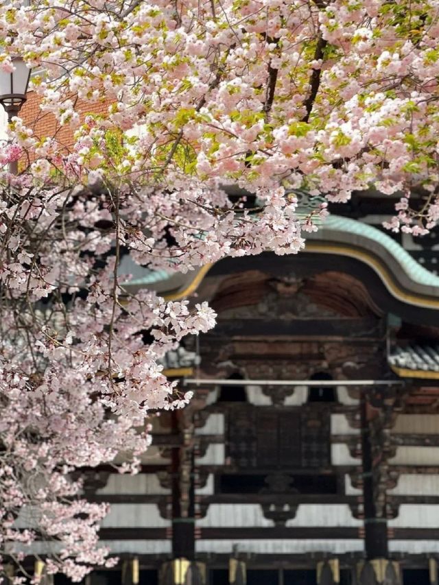 日本櫻花，京都大阪奈良賞櫻