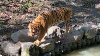 遛娃日記之五刷上海動物園