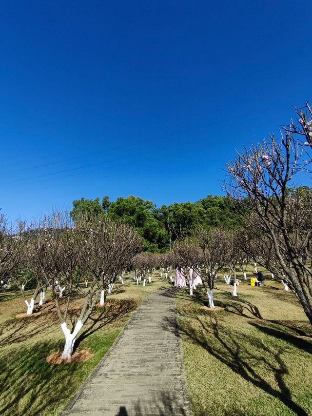 自駕遊廣東，深圳梅園賞梅