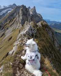 Discover the Beauty of Switzerland: Hike with Felix the Koala! 🇨🇭🥾