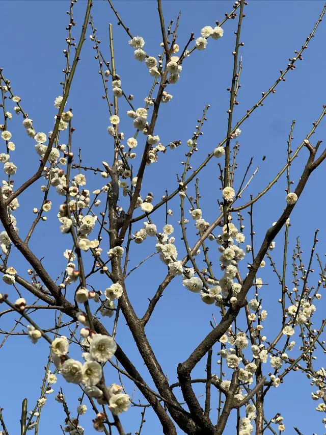 Seeking the Tang Dynasty and Searching for the Song Dynasty, Enjoying Plum Blossoms on the Superb Route
