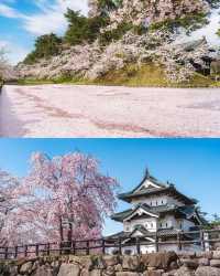 🌸 昨年の弘前公園の桜は美しかったです。