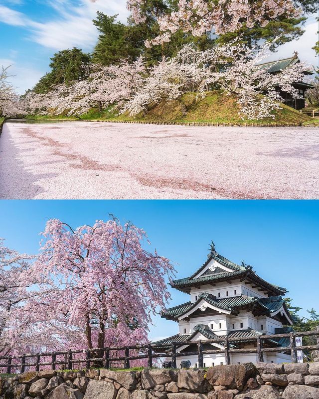 🌸 昨年の弘前公園の桜は美しかったです。