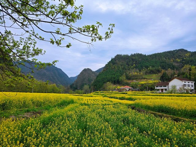 走進花海，便走進了春天