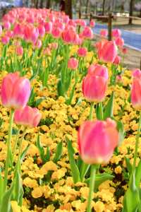方松體育公園·鬱金香花海