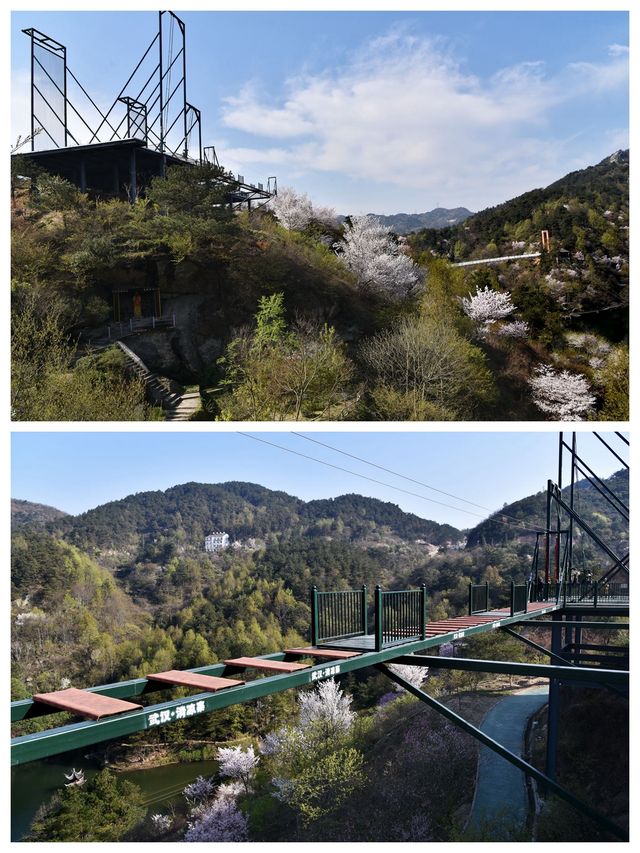 武漢周邊賞櫻地，黃陂清涼寨原生態野櫻，山水之間感受春意盎然