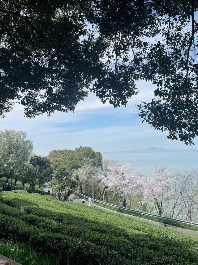 太湖植物園，你不錯過的暢玩南