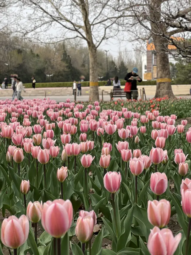 Beijing with tulips is truly a heavenly April