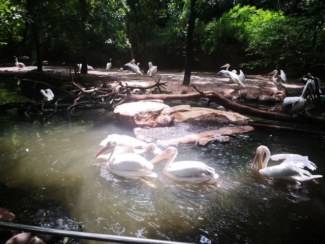 遊玩曼谷野生動物園