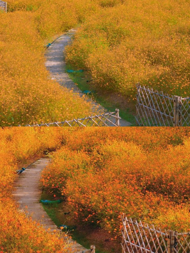 秋日油畫|免費拍照打卡|深圳初秋4大賞花地